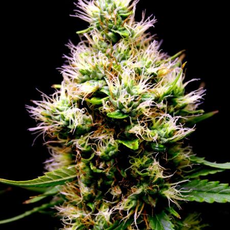 White Biscotti OG XXL