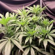 Super Lemon Cherry