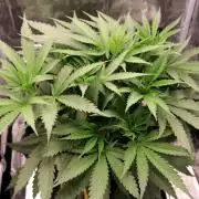 Super Lemon Cherry