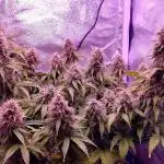 BCN Critical XXL auto - 40x40