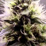 White Biscotti OG XXL