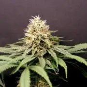 Super Lemon Cherry
