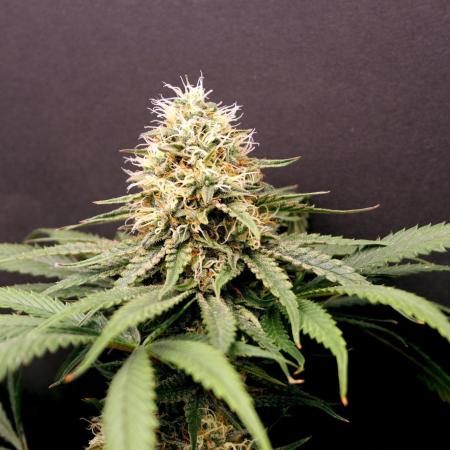 Super Lemon Cherry