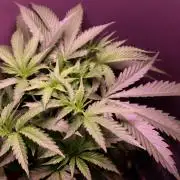 Super Lemon Cherry