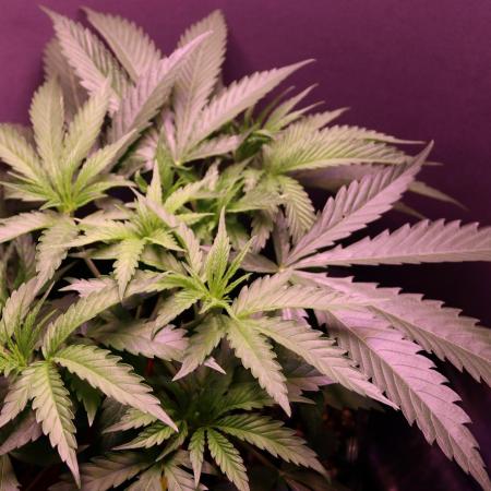 Super Lemon Cherry