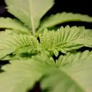 Critical+ 2.0 meets Larry Bird