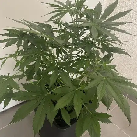 Gelato Auto 🍦