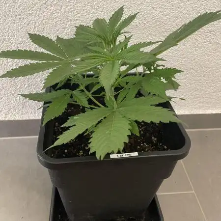 Gelato Auto 🍦