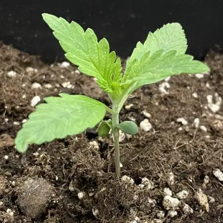 Gelato Auto 🍦