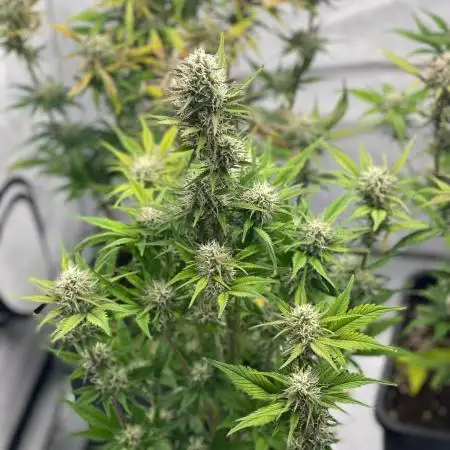 3x Ztrawberriez Auto🍓