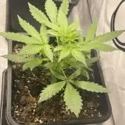 Lemon Haze