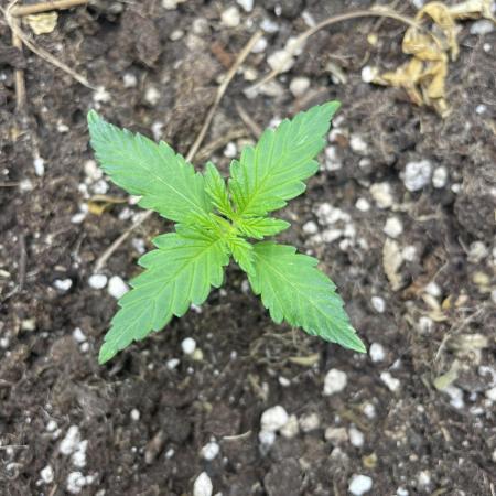 Lemon Haze