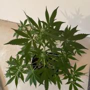 Dark Lemonade Auto