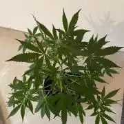 Dark Lemonade Auto