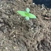 Dark Lemonade Auto