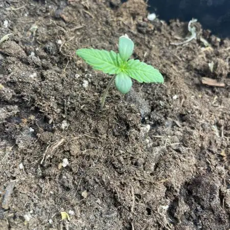 Dark Lemonade Auto
