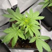 Dark Lemonade Auto