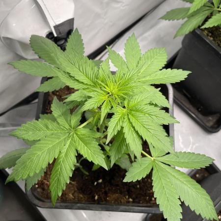 Dark Lemonade Auto
