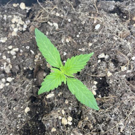 Blueberry ?