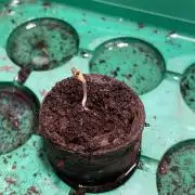 Blueberry ?