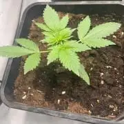Dark Lemonade Auto