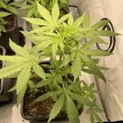 Lemon Haze
