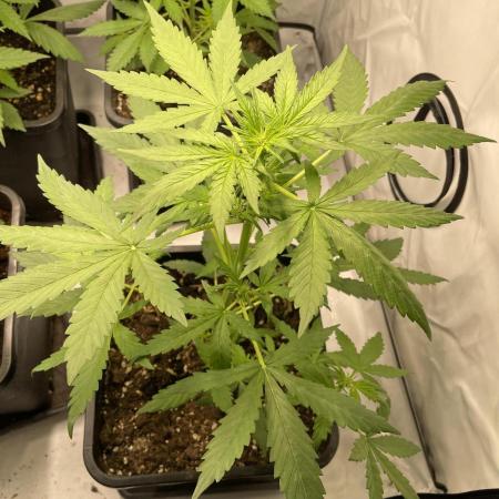 Lemon Haze