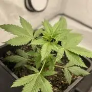 Blueberry ?