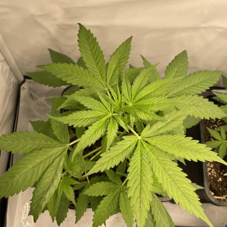 Blueberry ?