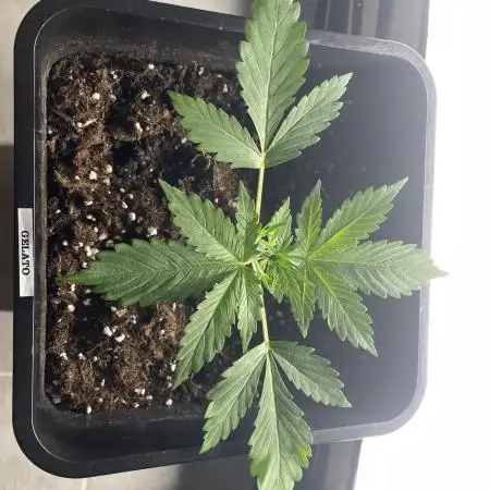Gelato Auto 🍦
