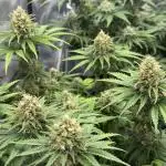 Bruce Banner - Nirvana
