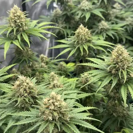 Bruce Banner - Nirvana