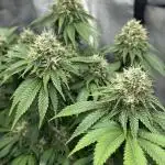 Original Glue - Nirvana