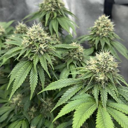 Original Glue - Nirvana