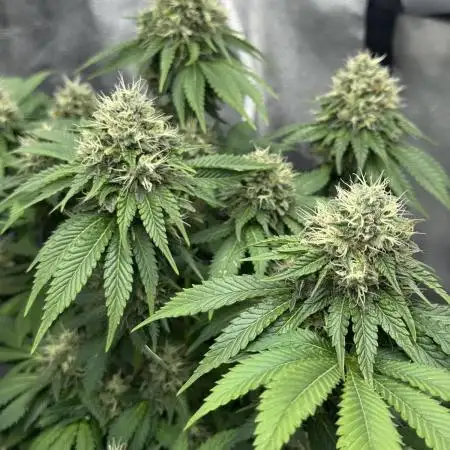 Original Glue - Nirvana