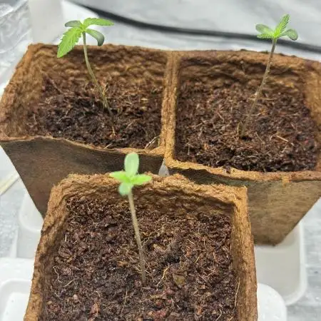 3 different strains