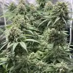 Mango Kush - Nirvana