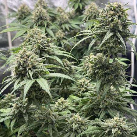 Mango Kush - Nirvana