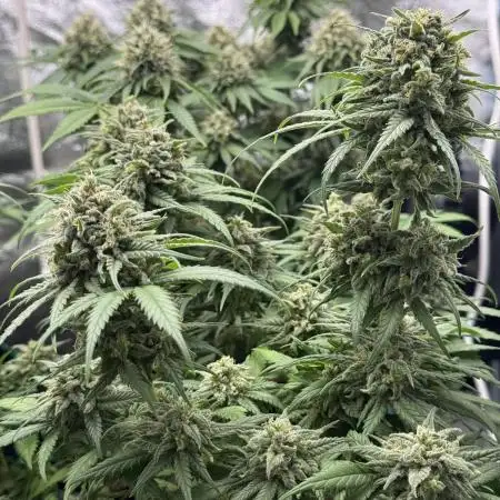 Mango Kush - Nirvana