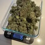 Mango Kush - Nirvana
