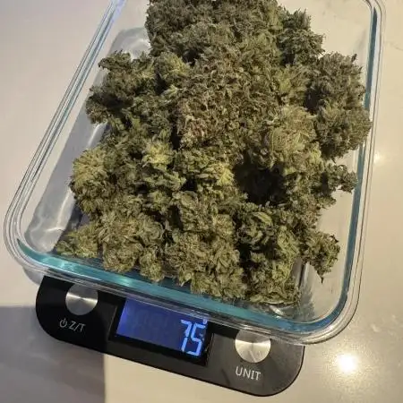 Mango Kush - Nirvana
