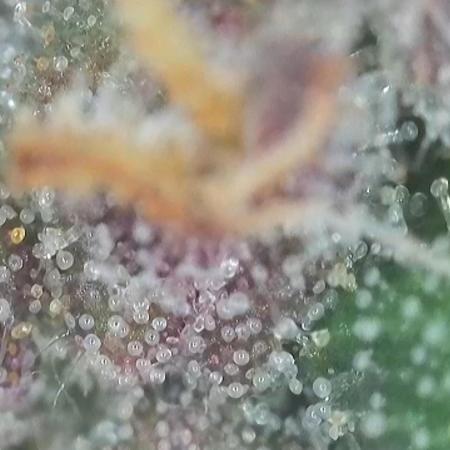 First grow