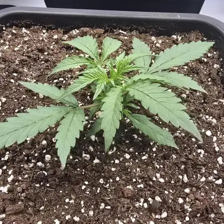 Tropicana Cookies Auto