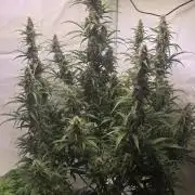 Gorilla Z auto