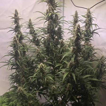 Gorilla Z auto