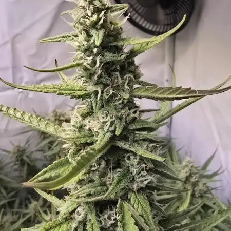 Apple Strudel Auto