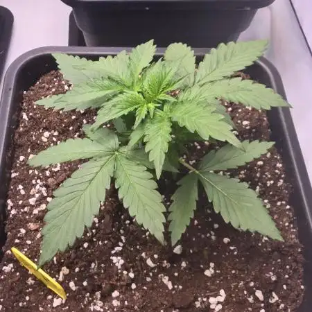 Banana Purple Punch Auto