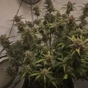 Papaya Cookies Auto
