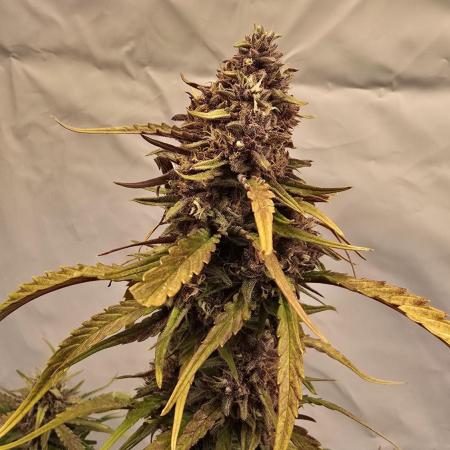 Tropicana Cookies Auto