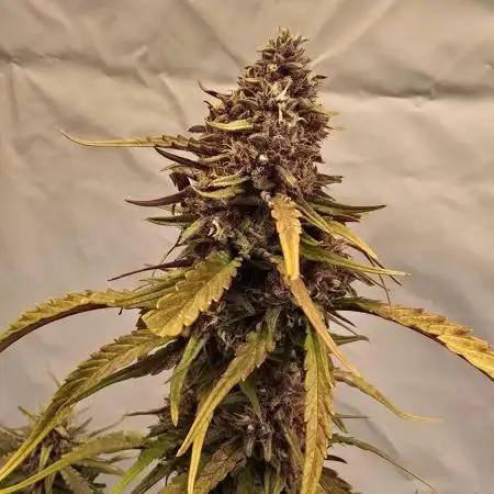 Tropicana Cookies Auto